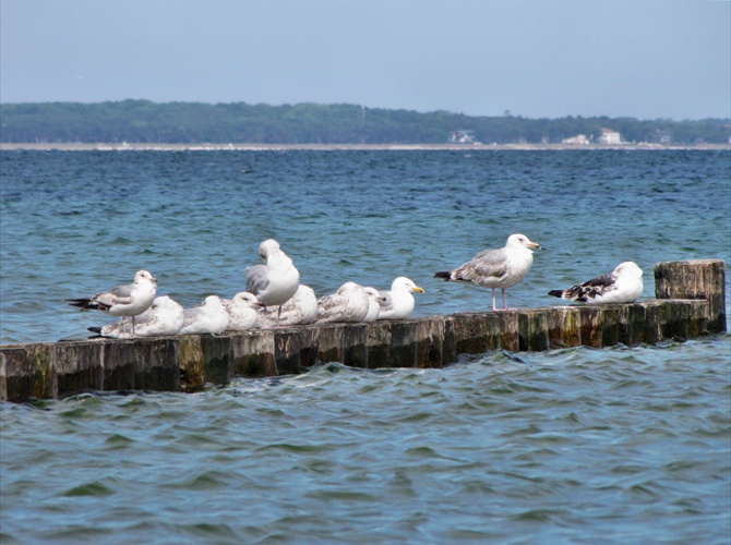 Möwen am Strand von Glowe