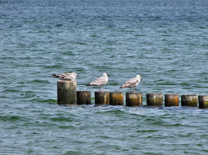 Möwen auf der Ostsee