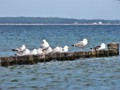 Möwen am Strand von Glowe